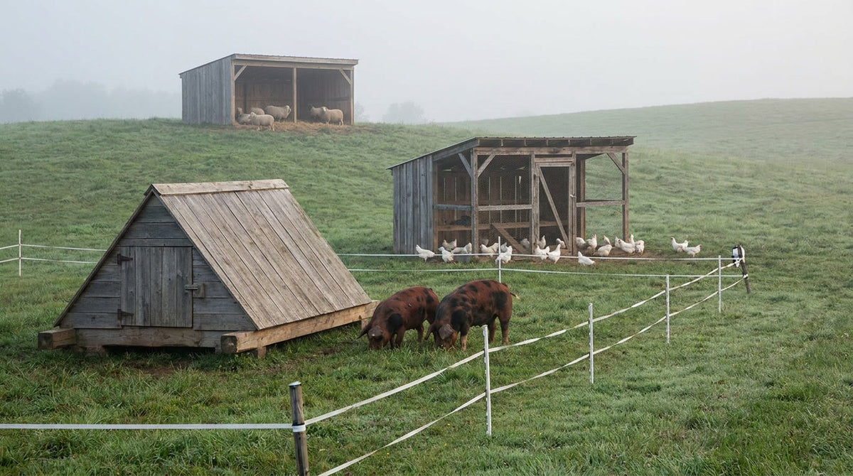 Portable or Permanent? Choosing Shelters for Pigs, Poultry and Sheep