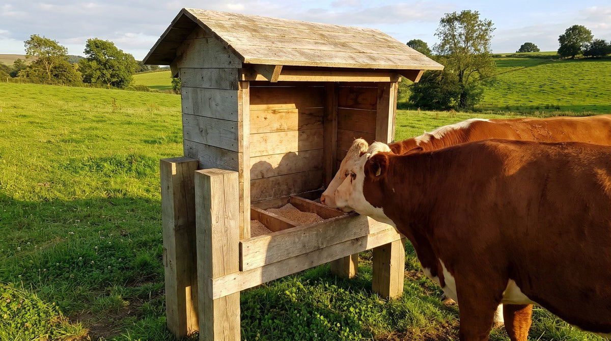 The finished Livestock Salt Box in use